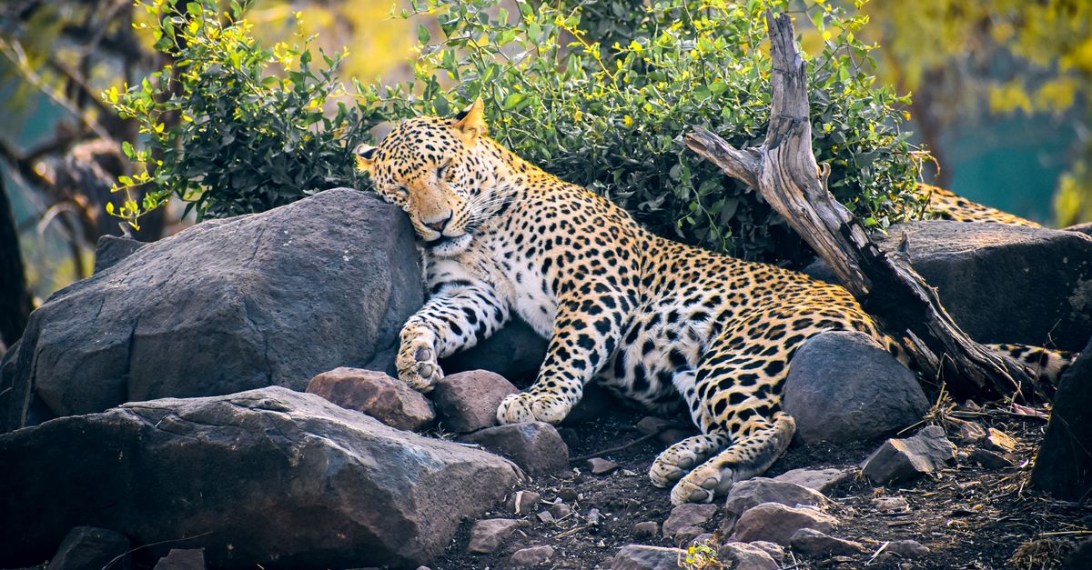 Jawai destination view