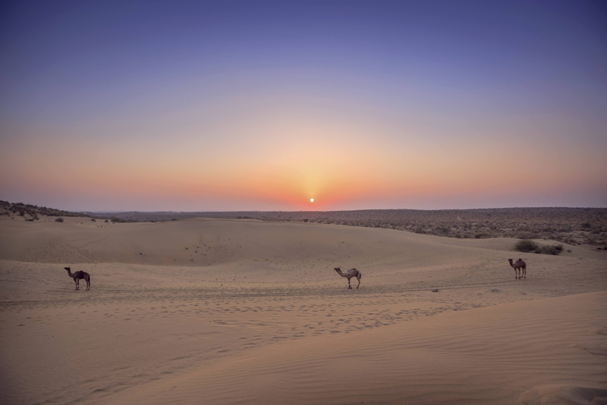Camel caravan crossing Rajasthan's golden dunes
